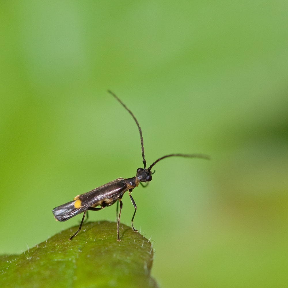 Malthodes/Malthinus spec